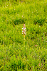 Disa cooperi