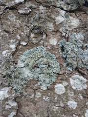 Hypogymnia farinacea