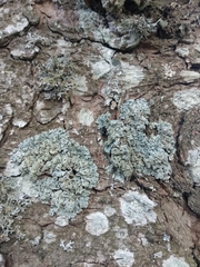 Hypogymnia farinacea