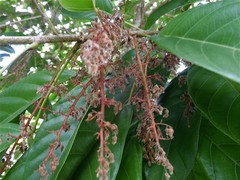 Sterculia parviflora