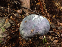 Rossbeevera pachydermis