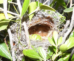 Anthobaphes violacea