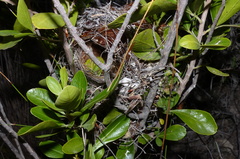 Anthobaphes violacea