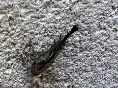 Raphidiinae