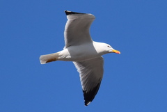 Larus michahellis