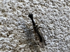 Raphidiinae