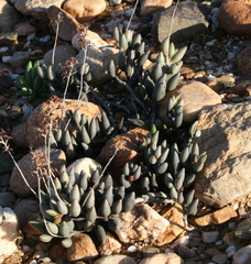 Adromischus filicaulis