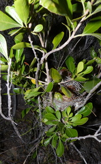 Anthobaphes violacea