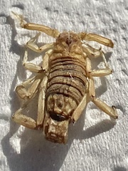 Paravaejovis confusus