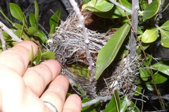 Anthobaphes violacea