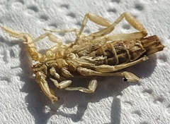 Paravaejovis confusus