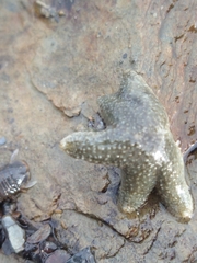 Anasterias antarctica