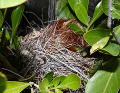 Anthobaphes violacea