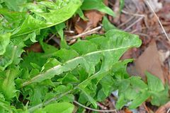 Taraxacum