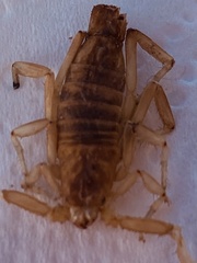 Paravaejovis confusus