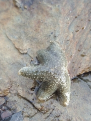 Anasterias antarctica