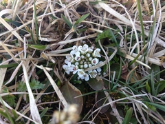 Noccaea caerulescens