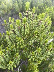Ceratiola ericoides image