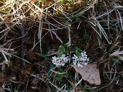Noccaea caerulescens