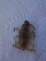 Paravaejovis confusus