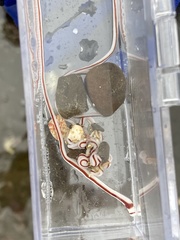 Baseodiscus hemprichii