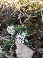 Noccaea caerulescens