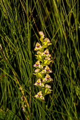 Disperis cardiophora