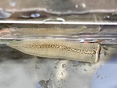 Prosthiostomum torquatum