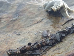 Anasterias antarctica