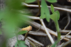 Puccinia erigeniae