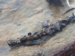 Anasterias antarctica