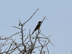 Tyrannus melancholicus