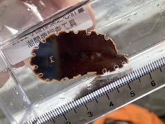 Callioplana marginata