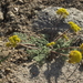 Lomatium foeniculaceum - Photo (c) Jim Morefield,  זכויות יוצרים חלקיות (CC BY)