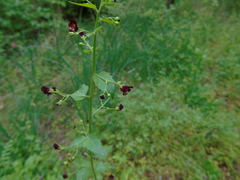 Scrophularia