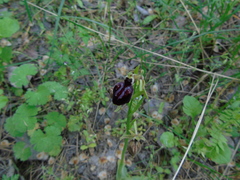 Ophrys