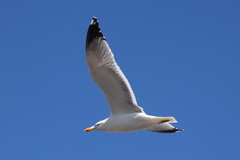Larus michahellis