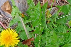 Taraxacum