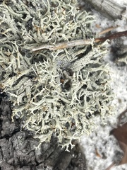 Cladonia dimorphoclada
