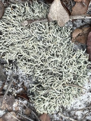 Cladonia dimorphoclada