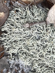Cladonia dimorphoclada