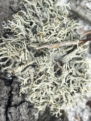 Cladonia dimorphoclada