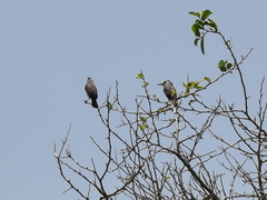 Arundinicola leucocephala