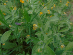 Anthyllis circinnata