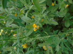 Anthyllis circinnata