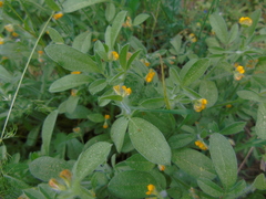 Anthyllis circinnata