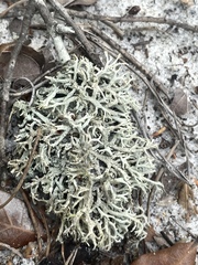 Cladonia dimorphoclada