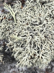 Cladonia dimorphoclada