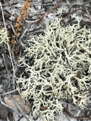 Cladonia dimorphoclada