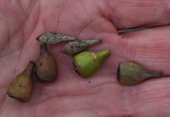 Eucalyptus leptophleba